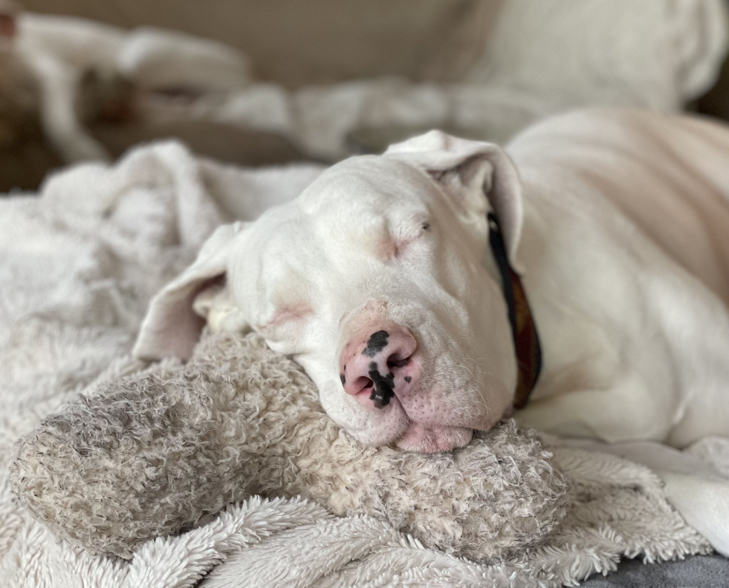 Pearl Grate Dane, Dog of owner Becky Johnson. Blog posts for information and knowledge Pacific Northwest