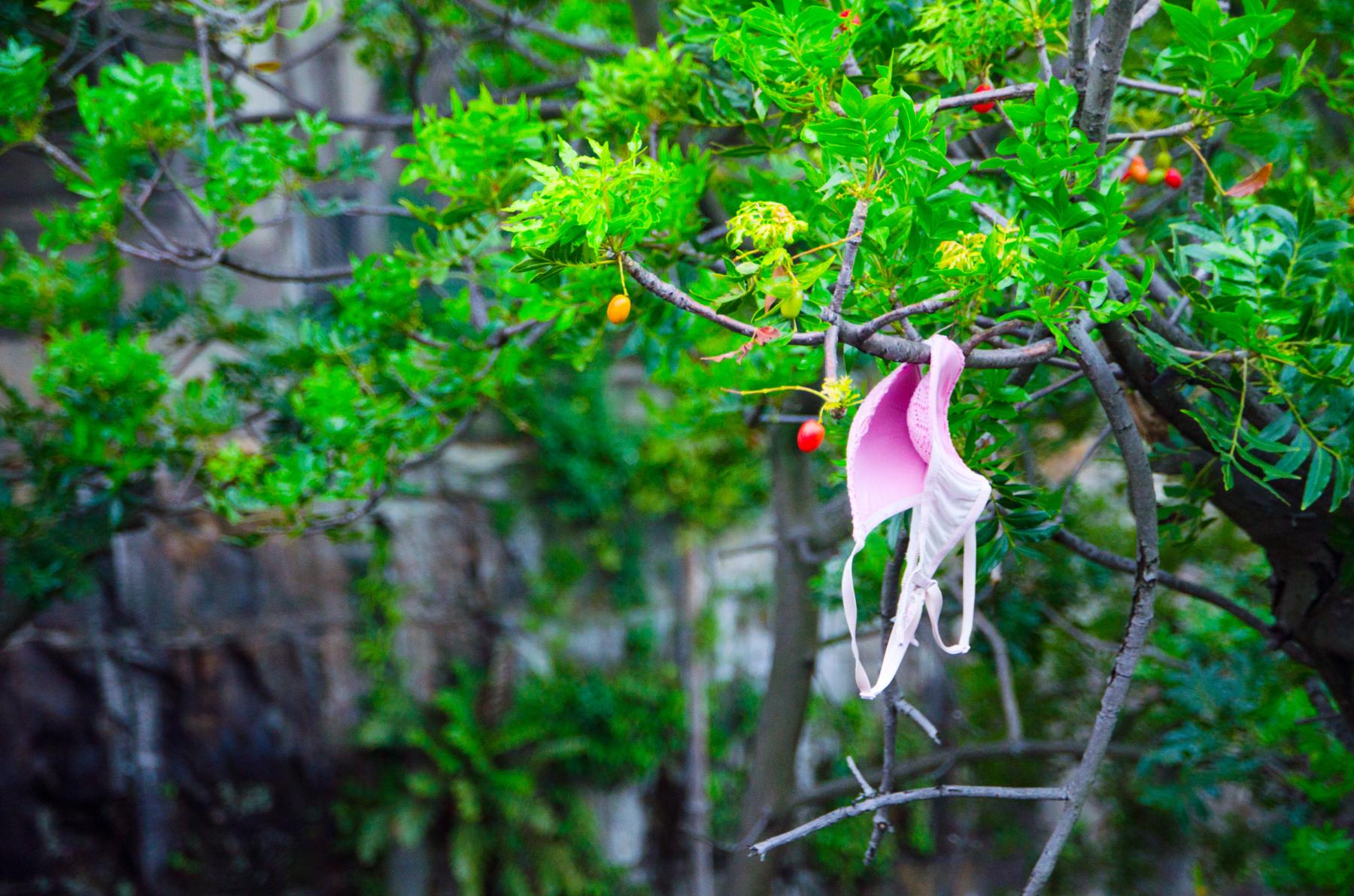 Braless fun from braless and lawless coaching. Bra hanging on a tree. Pacific Northwest