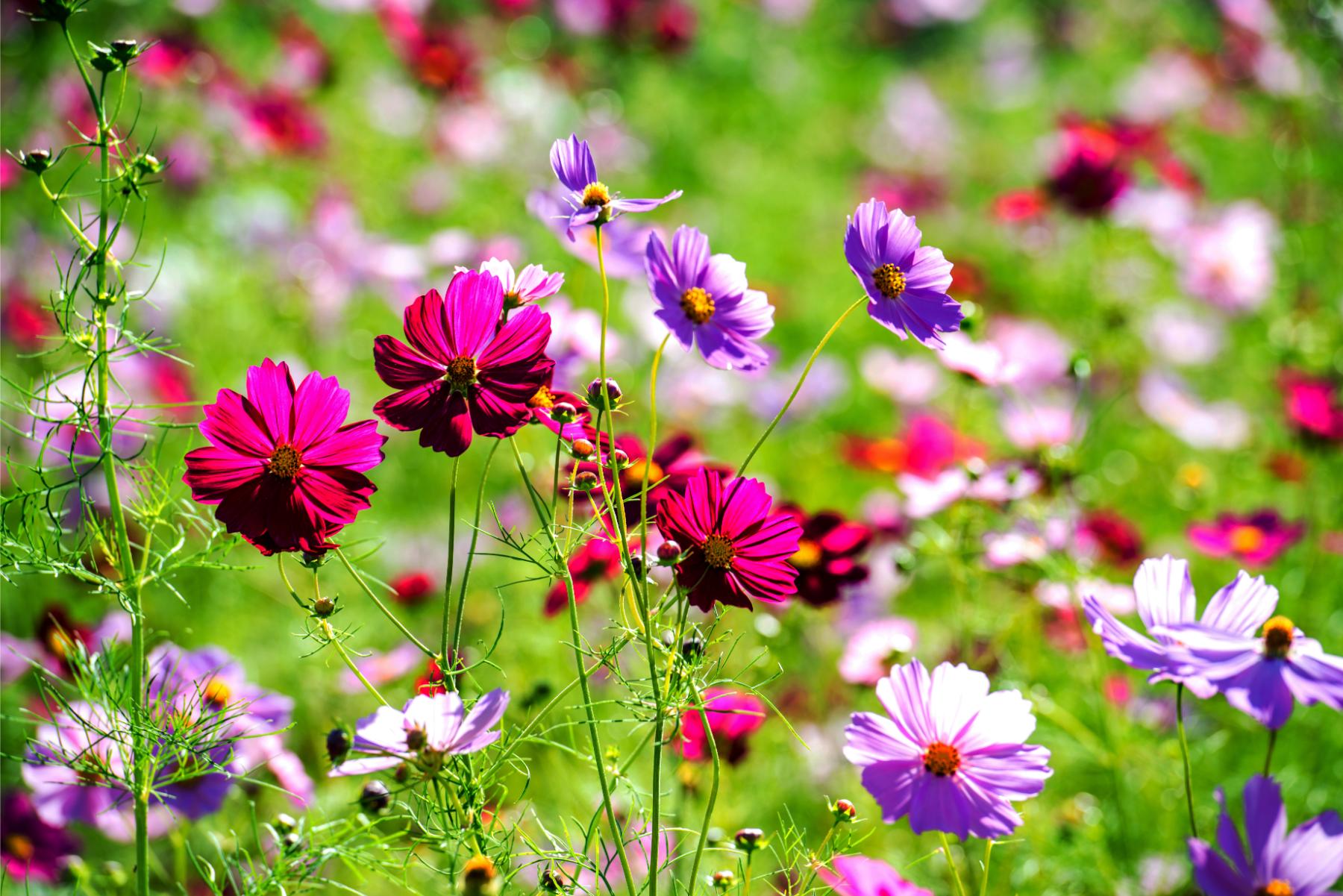 Wildflowers giving freedom and fun to an ever changing world - woman transiting with early to midlife Pacific Northwest